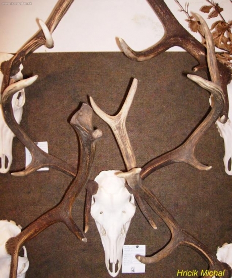 Jeleň II.vt, 4 roky