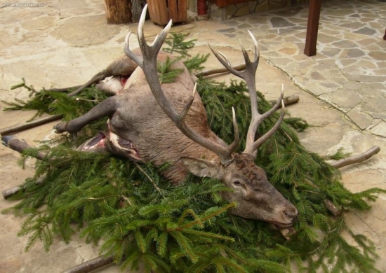 Na počesť sv. Huberta, Hubertovské slávnosti