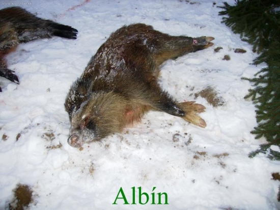 Aj u diviačej zveri sa vyskytuje albinizmus