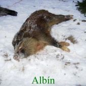 Aj u diviačej zveri sa vyskytuje albinizmus