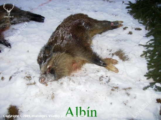 Aj u diviačej zveri sa vyskytuje albinizmus