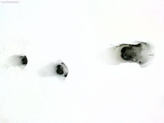 stopa dospelého kanca