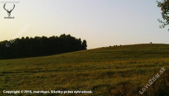 Z paše