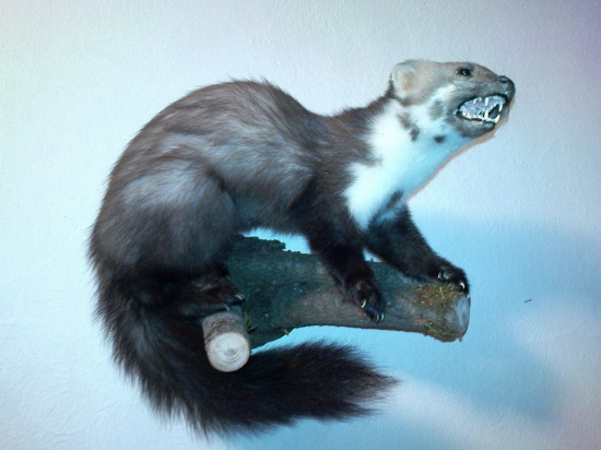 Kamarátová Kuna skalná