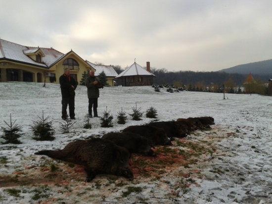 Polovačka na diviaky