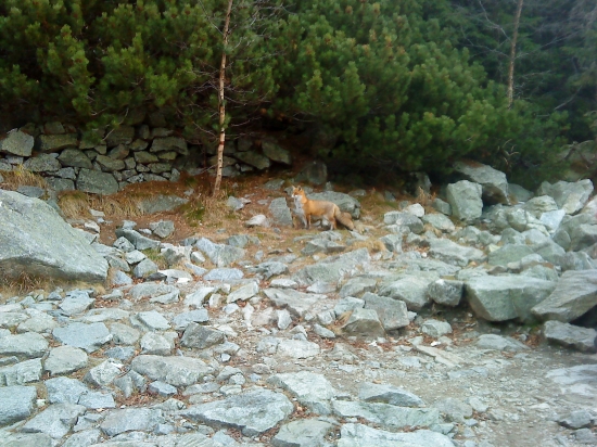 Kmotrička