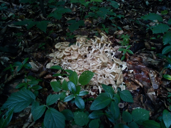 trúdnik klobúčkatý