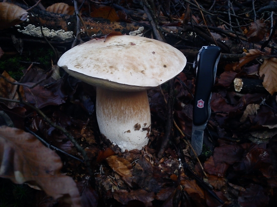 Prekvapenie pod konármi