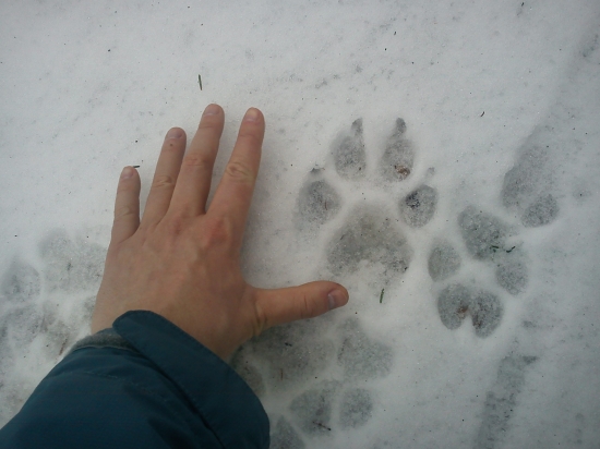 Na stope vlčej svorky