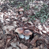 A predsa rastú