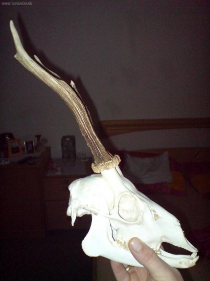 můj první