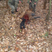 kamosov hawo je zurivy