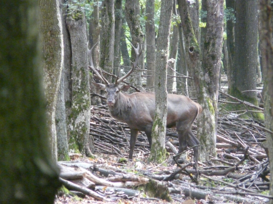 cervus elaphus