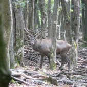 cervus elaphus
