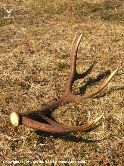 14-torák v rannom slnku