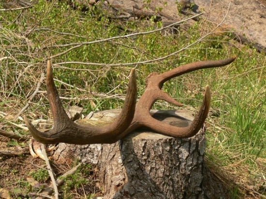 dvanástorák spod hranice...