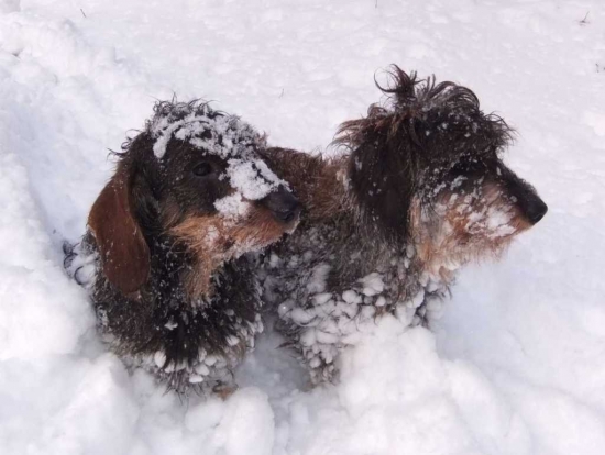 Zahľadené snežienky
