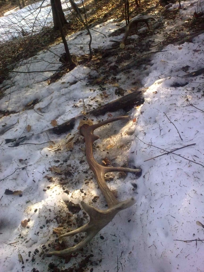 Z jelenej špúry...