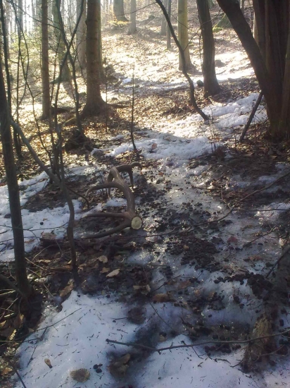 Z jelenej špúry II