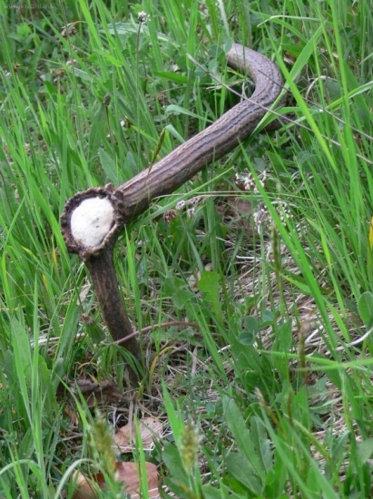 minulotýždňový šestorák