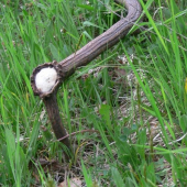 minulotýždňový šestorák