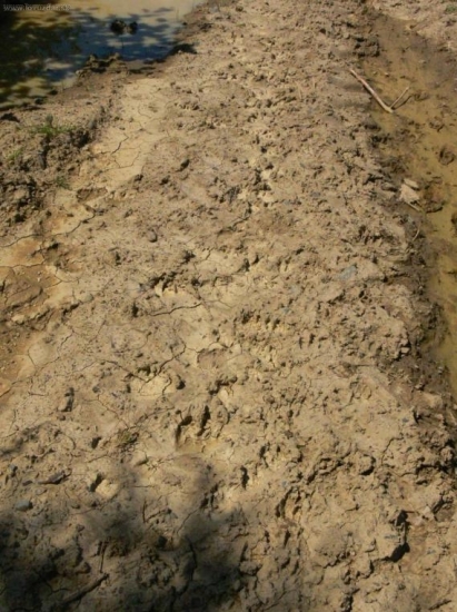 hájvej na kukuricu :)))