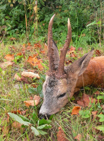 Škodník zo Strčihlavy