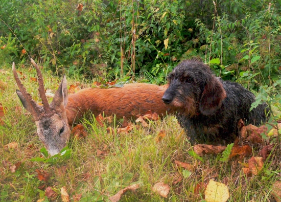 Škodník zo Strčihlavy II