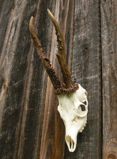 Škodník zo Strčihlavy - finále