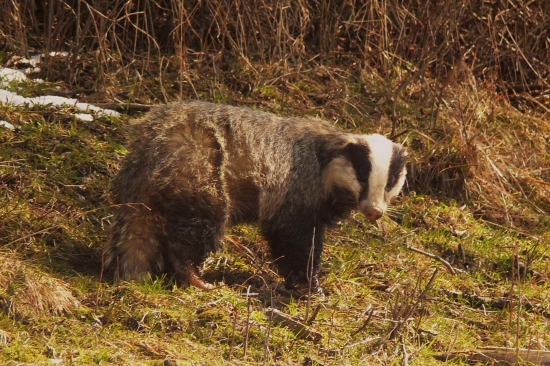 Starý pánko na prechádzke