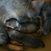 Naše nové radosti a starosti... :)