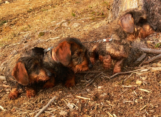 Drsná trojka v strehu