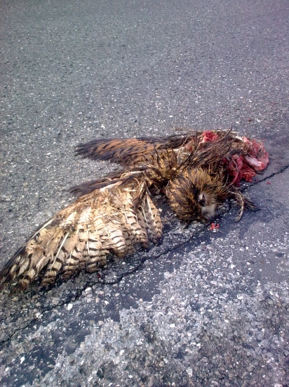 Koniec jedného vtáka