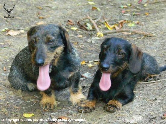 Moje potvory :)))