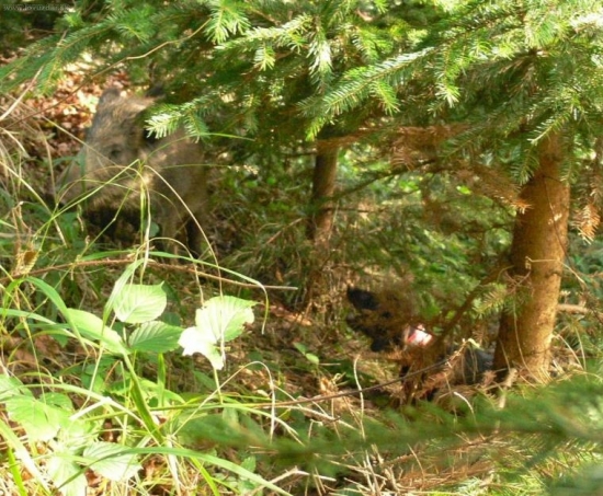 Stavanie postrieľaného diviačaťa...