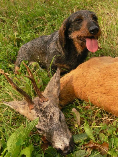 Jesenný srnec zo Strčihlavy