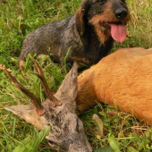 Jesenný srnec zo Strčihlavy