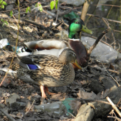 Šeherezáda a Onur 1