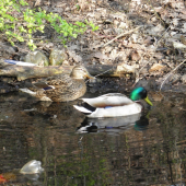 Šeherezáda a Onur 2