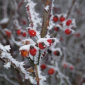 Zimné variácie_2 (hoci ešte skoro)