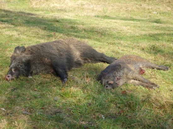 Predsedov a môj na spoločnej poľovačke - pred výradom