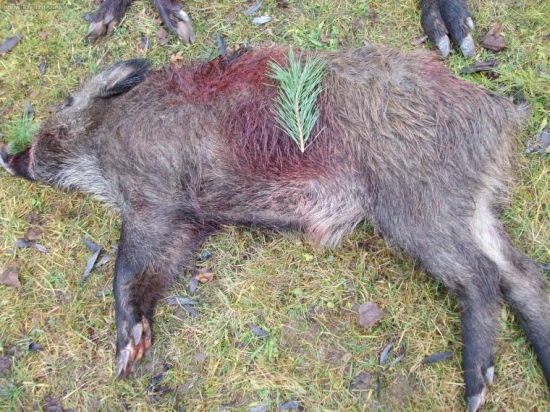 Na spoločnej poľovačke