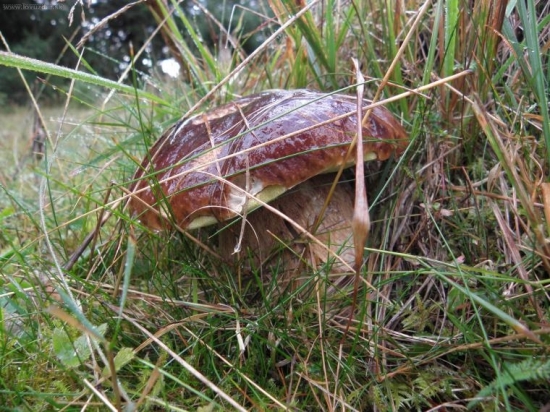 Ešte jeden krásavec z Brtkovice