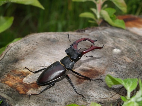 Roháčik samček (ešte raz)