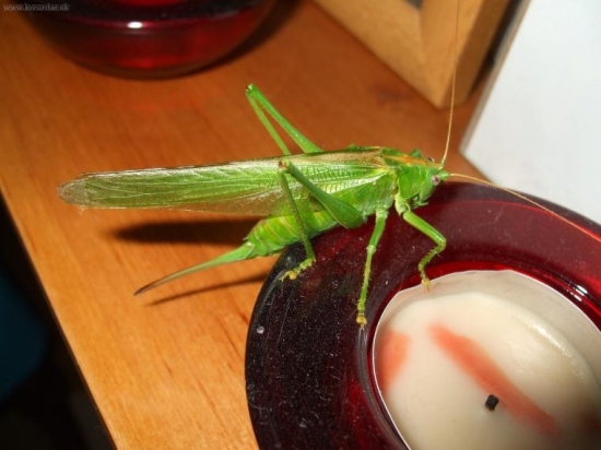 Večerná návšteva