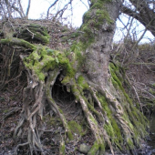 Zátišie pri potoku