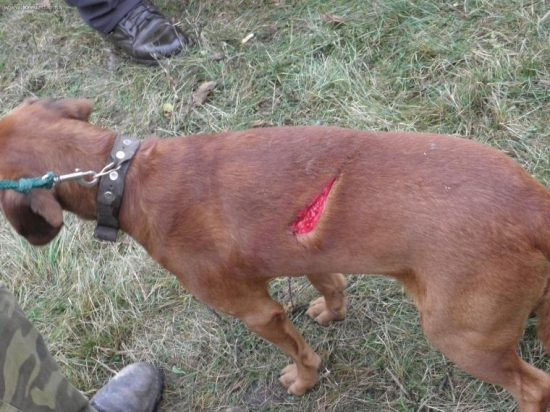 Pes napadnutý diviakom v hone