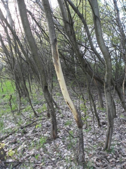 Po vytĺkaní parôžkov...