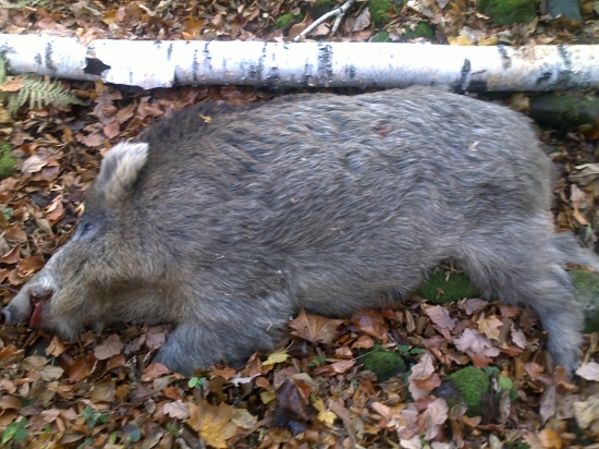 Diviačik ešte raz cca 150 - 160 kg