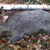 Diviačik ešte raz cca 150 - 160 kg